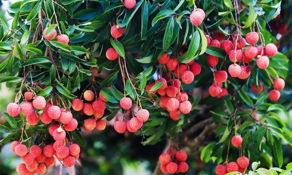 2025 lychee harvest set for bumper crop